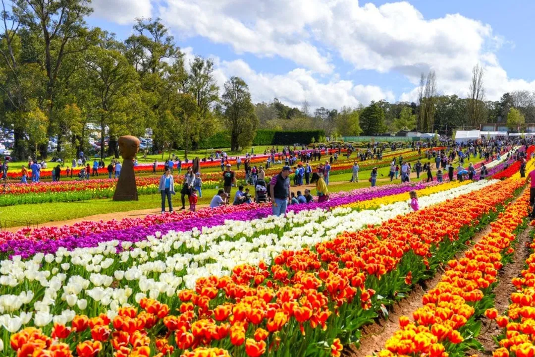 Tulip Festival
